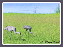 Sandhill Cranes im Myakka Statepark