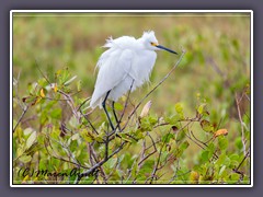 Schmuckreiher - Snowy Egret 