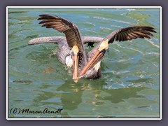 Streit um einen Fisch unter Pelikanen