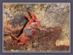 Two Spined Box Crab - Acanthocarpus bispinosus, Calappidae