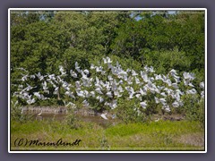 Vogelflug in den Everglades