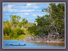 Everglades am Eco Pond bei Flamingo