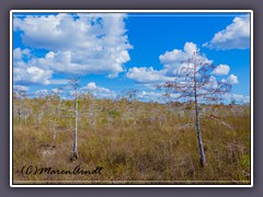 Everglades Grasland