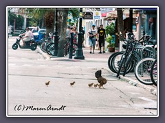Glückliche Hühner auf Key West