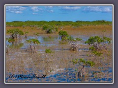 Mangrovensumpf im Evergaldes N.P.