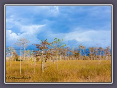 Naturschutzgebiet Everglades