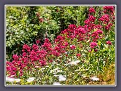 Rote Spornblume - Natur pur