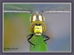 Blaugrüne Mosaikjungfer Libelle des Jahres 2012