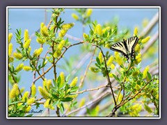 USA  Montana - Zebra Swallowtail - Eurytides marcellus
