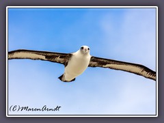 Der am nördlichsten brütende Albatros