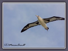 Laysan Albatross - Brutvogel auf der Insel Laysan