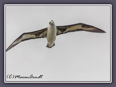 Moli oder Laysan Albatros