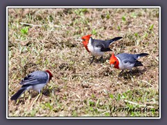 Red Crested Cardinal eingeführt aus Südamerika