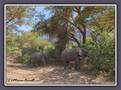 Elefanten im Manyaraurwald