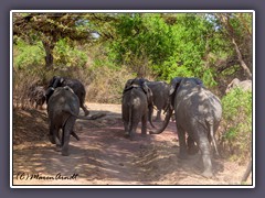 Elefanten im Weg