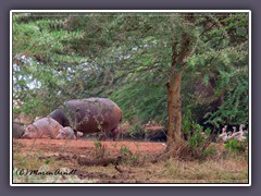 Hippos und Nilgänse