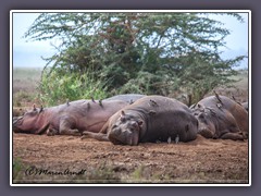 Hippos und Torschwanz Madenhacker