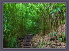 Pipiwai Trail durch den Bambus Wald