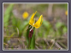 Glacier Lily - Erythronium grandiflorum