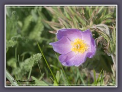 Plasque Flower - Kuhschelle