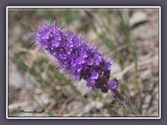 Purple Frings - Phacelia Sericea