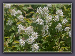 Utah Serviceberry -  Amelanchier utahensis