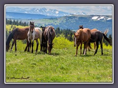 Wilde Mustangs in Montana