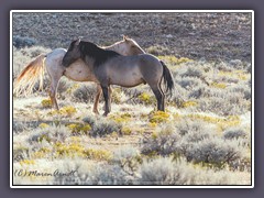 Pryor Mountains Wild Horses- Pax und Jemez