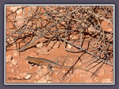 Common side blotched Lizard 