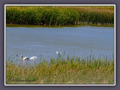 White Pelicans Stillwater Wildlife Refuge