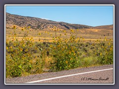 Wilde Sonnenblumen am Great Basin Highway 93