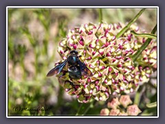 Blue Carpenter Bee - Antilope Horns