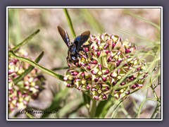 Blue Carpenter Bee - blaue Holzbiene