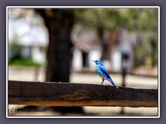 Fort Stanton - Mountain Bluebird