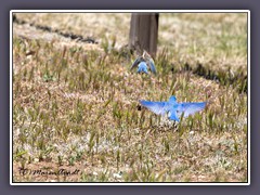 Fort Stanton im LIncoln County - Sommerheimat der Mountain Bluebirds