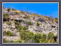 Open Range mit blühenden Ocatillos in New Mexico