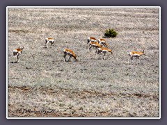 Pronghorns am Wegesrand