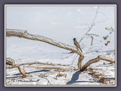 White Sands - Ash Throated Flycatcher - Aschenkehlschnäpper