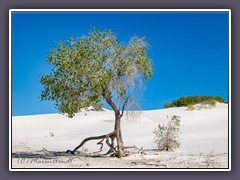 White Sands - auf dem Naturetrail 