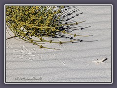 White Sands - Bleached Earless Lizard  - Holbrookia maculata ruthven