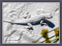 White Sands - Bleached Earless Lizard