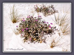 White Sands - Blooming Purple Flower - Sand Verbena