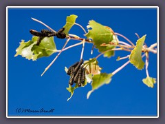 White Sands - Caterpillar Painted Lady Butterfly 