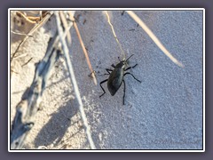 White Sands - Darkling Beetle