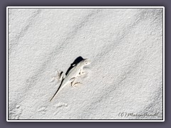 White Sands - Evolution - White Bleached Earless Lizard