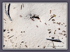 White Sands - Harvester Ants