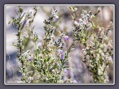 White Sands - Hoary Rosemary Mint