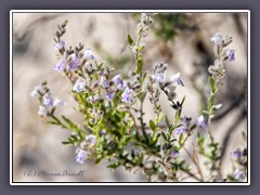 White Sands - Hoary Rosemary Mint  - Poliomintha incana