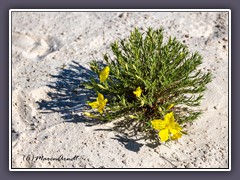 White Sands - Lavender Leaf Sundrop - Halbstrauchige Nachtkerze