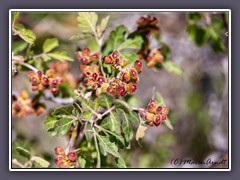 White Sands - Littleleaf Sumac - Desert Sumac